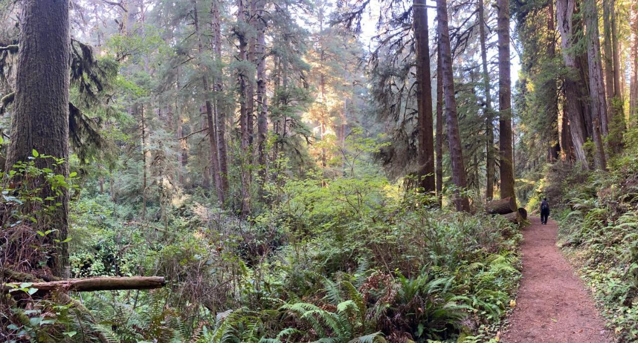 Glamping In The Redwoods With A Hot Tub! Otel Garberville Dış mekan fotoğraf